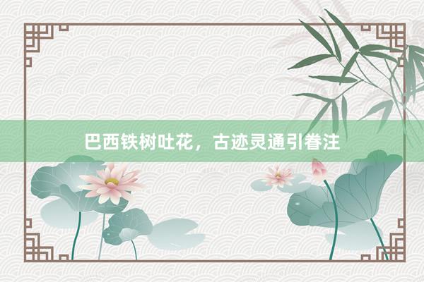 巴西铁树吐花，古迹灵通引眷注